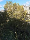 Platane.JPG