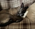 kobe sleep of the innocent.jpg
