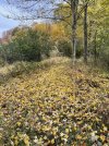 IMG_6428.jpeg