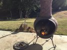 IMG_1231.jpeg