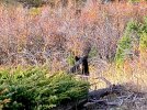 MT Bear.jpg