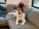 IMG_7177.jpeg