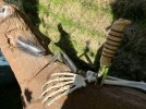 IMG_0485.jpeg