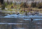2023-11-03 Boxley Valley (87).JPG