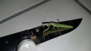 IMG_20130924_184320_515.jpg