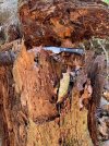 IMG_6561.jpeg