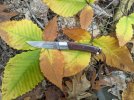Le-Pocket-on-autumn-beech-leaves.jpg
