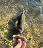 trout.jpg