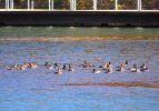 2023-11-08 Lake Atalanta (2).JPG