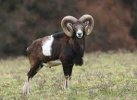 mouflon.jpeg
