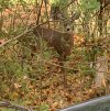 IMG_2462.jpeg