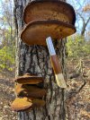 sunday pic puukko - 1.jpeg