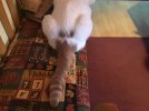 IMG_3529.jpeg