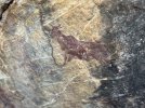 IMG_1619.jpeg