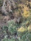 IMG_1603.jpeg