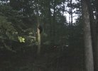 bear2.jpg