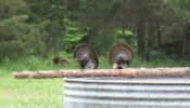 TurkeysatDeSoto018.jpg