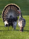 turkeys.jpg