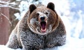 Bear-1_Edited.jpg