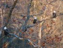 2023-11-26 Eagle Watch (2).JPG