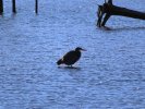 2023-11-26 Eagle Watch (36).JPG