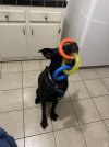 IMG_0320.jpeg
