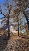 IMG_5401.jpeg