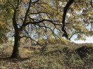 IMG_5405.jpeg