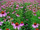 IMG_2363.jpeg