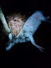 Ashleys Piebald 2023.jpg