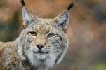 Lynx 1.jpg