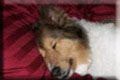 harleybed copy.jpg