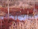 2023-12-05 Osage Park (20).JPG