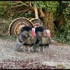 IMG_2023-12-06-092507.jpeg
