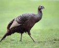 wild turkey 3.jpg