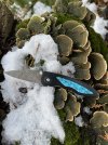 IMG_8740.jpeg