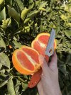IMG_0533.jpeg