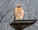 2023-12-14 Red-shouldered Hawk (1).JPG