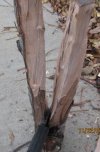 BK9-1 3 inch pecan split.jpg BK9-1 3 inch pecan split.jpg