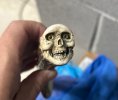 JD Skull.jpg