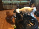 IMG_3598.jpeg
