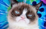 Frowning.Cat.jpeg