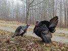 Turkeys-on-display-PORTRAIT.jpg