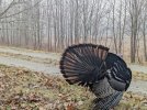 Turkey-Tails-1.jpg
