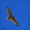 DSC_6922-C-E14-B-DDS.jpg