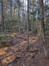 Trail-work-1---BEFORE.jpg