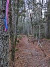 Trail-work-1--AFTER-.jpg
