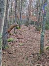 Gozamo-&-new-trail-section.jpg