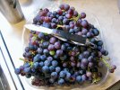 grapes.bunches.8522.jpeg