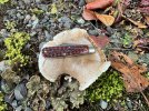CaseMushroom.jpg